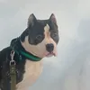 lexa_aminchik.63