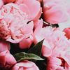 pink11nnn