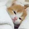 hiichippdayy