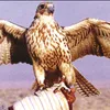 laithhassan31