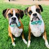 boxermom2x