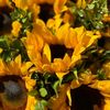 sun_flowerrrrr5