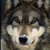 lonewolf022001