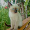 prince__ed