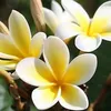 nguyenhang100673