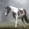 mkgeehorse