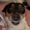 dogtorkatiek