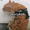 akun.ff.ku7