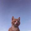 katenotdead