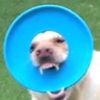 ttv.smolpugg