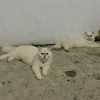 babukocheng.id