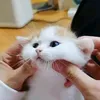 cute.kittenz