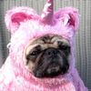 obliviousthepug