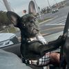 onyx_el_frenchie