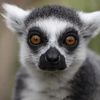 im_just_a_lemur