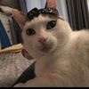 pachuki_cat