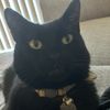 theclassiestcat