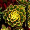 mirror_356