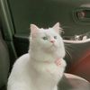 mix_the_cat