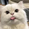 liitaaata