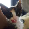 denaynyx