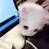 chenailyy