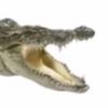gator