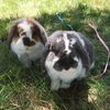 TheBunlops