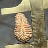 danirudraksha
