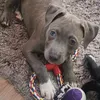 roxie_mabel