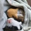 chloes.piggies
