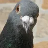 smeerduif