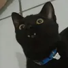 w0bdi5yiptvw