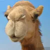 corinnebabouchka