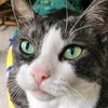 shimmerkat13