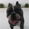 jonasbulldog