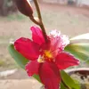 solangelucas7