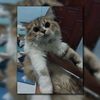 lianfa.dp