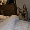 dave1chant