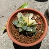 phuc_4.05