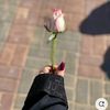 yasmine_y0805