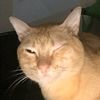 cat_ssoupp