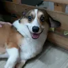 sammydepchai