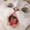 jancoxbanget