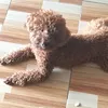 bap63tiktok.com