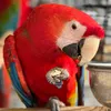 elreydelguacamayo