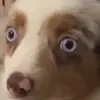 txlouu