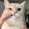 _elyameow_