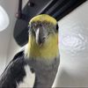 twitter.the.birb