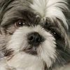 chojitheshihtzu